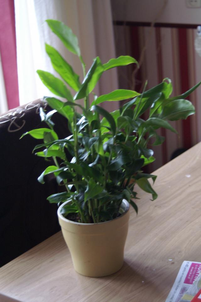 kaneelplantje.JPG
